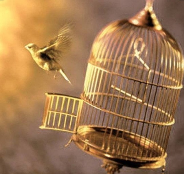 Click image for larger version  Name:	uncaged-bird.jpg?w=1100.jpg Views:	0 Size:	76.4 KB ID:	498558