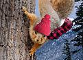Click image for larger version

Name:	squirrelgreeting.jpg
Views:	31
Size:	92.8 KB
ID:	444841