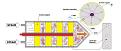 Click image for larger version

Name:	water_processor_en.jpg
Views:	100
Size:	47.1 KB
ID:	446182