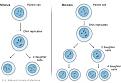 Click image for larger version

Name:	cell_division.jpg
Views:	115
Size:	27.3 KB
ID:	447116