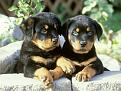 Click image for larger version

Name:	Rottis.jpg
Views:	69
Size:	40.5 KB
ID:	448878