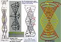 Click image for larger version

Name:	Russell coil 7.jpg
Views:	41
Size:	313.7 KB
ID:	450498
