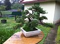 Click image for larger version

Name:	bonsai.jpg
Views:	22
Size:	1.10 MB
ID:	451157