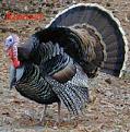 Click image for larger version

Name:	turkey8.JPG
Views:	14
Size:	24.0 KB
ID:	455727