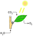Click image for larger version

Name:	Photosynthesis.png
Views:	2
Size:	20.8 KB
ID:	458052