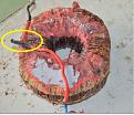 Click image for larger version

Name:	B&amp;amp;L DIY TOROID.JPG
Views:	43
Size:	55.9 KB
ID:	459058