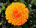 Click image for larger version

Name:	zinnia.jpg
Views:	201
Size:	10.7 KB
ID:	461762