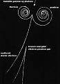 Click image for larger version

Name:	I15-70-positron.jpg
Views:	71
Size:	28.7 KB
ID:	498853