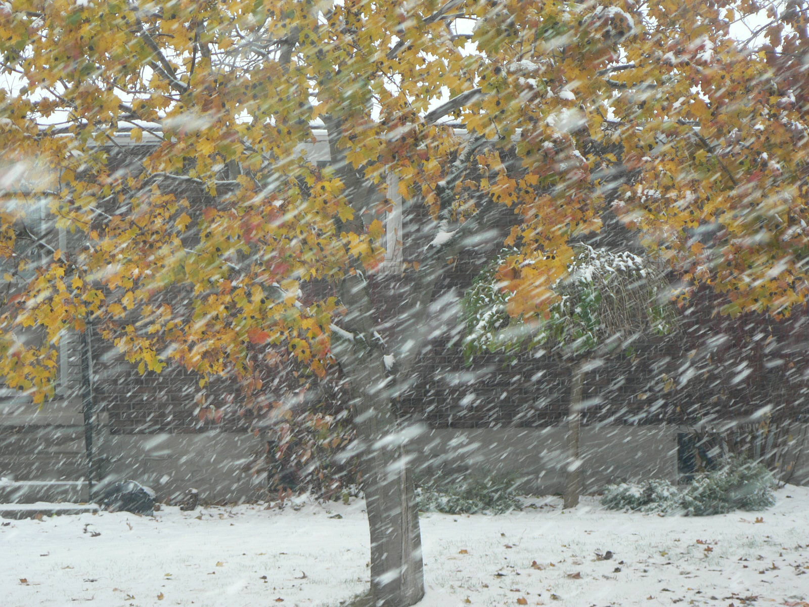 Click image for larger version
Name: first snow 2007 010.JPG
Views: 1
Size: 453.9 KB
ID: 444784