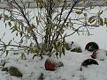 Click image for larger version

Name:	first snow 2007 013.JPG
Views:	7
Size:	470.6 KB
ID:	444786