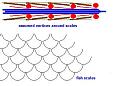 Click image for larger version

Name:	fish scales.JPG
Views:	30
Size:	24.9 KB
ID:	445573