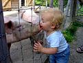 Click image for larger version

Name:	Swine flu.JPG
Views:	25
Size:	52.8 KB
ID:	446236