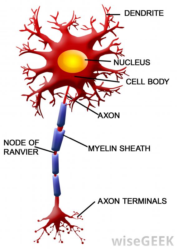 Click image for larger version
Name: labeled-nerve-cell.jpg
Views: 1
Size: 53.9 KB
ID: 457823