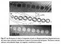 Click image for larger version

Name:	nanomagnetite chains.jpg
Views:	59
Size:	200.9 KB
ID:	461647