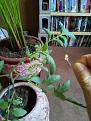 Click image for larger version

Name:	thumb_Neon lit on tomato plant_1024.jpg
Views:	161
Size:	200.1 KB
ID:	497286